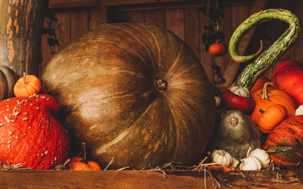 food pumpkin HD Desktop Wallpaper | Background Image