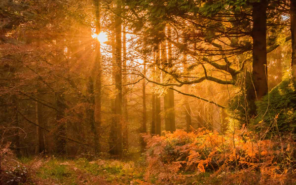 Sunbeam filters through a pine and fern forest in fall, highlighting vibrant autumn colors in this 4K Ultra HD nature desktop wallpaper.