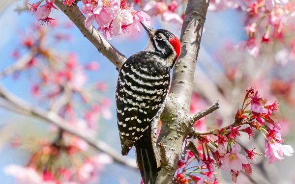 Animal Woodpecker Birds Woodpeckers Bird Spring Blossom Flower HD Wallpaper | Background Image