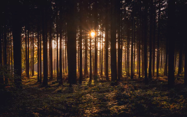 sunlight nature forest HD Desktop Wallpaper | Background Image