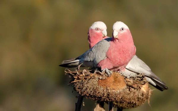 Two galah birds perched on a dried sunflower head against a blurred natural background. HD desktop wallpaper showcasing vibrant animal and nature beauty.