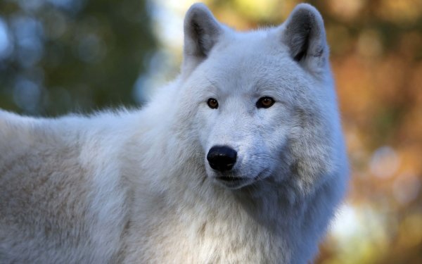 Animal Arctic Wolf Wolf Wallpaper