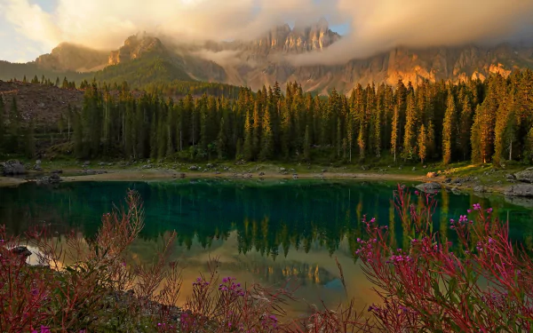 cloud fireweed alps lake mountain flower forest nature reflection HD Desktop Wallpaper | Background Image