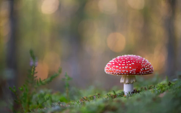 fly agaric nature mushroom HD Desktop Wallpaper | Background Image