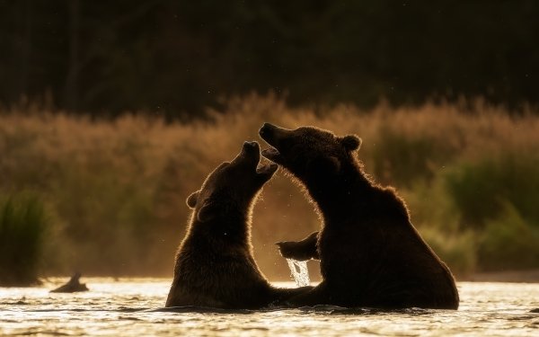 Animal Bear Bears HD Wallpaper | Background Image