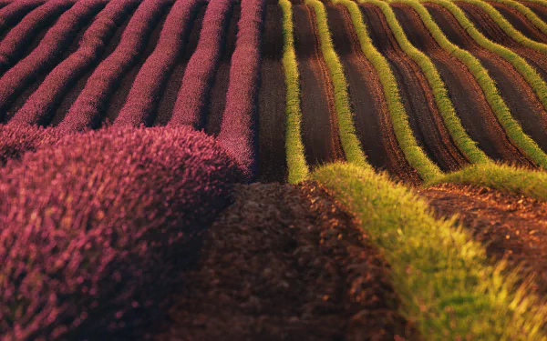 field plantation flower nature lavender HD Desktop Wallpaper | Background Image