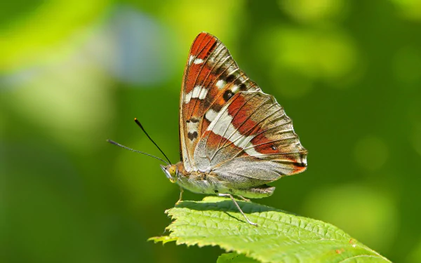 HD PC desktop wallpaper: macro photo of a colorful butterfly (insect, animal) perched on a green leaf with blurred foliage background.
