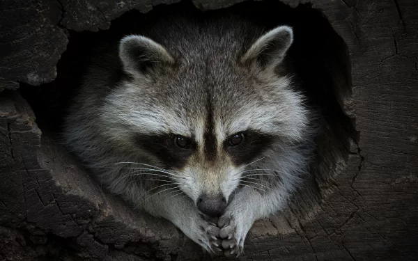 Animal raccoon HD Desktop Wallpaper | Background Image