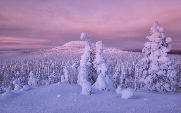 Snow-covered trees and a forest landscape under a soft purple sky in winter, capturing the serene nature of Finland in an HD desktop wallpaper.