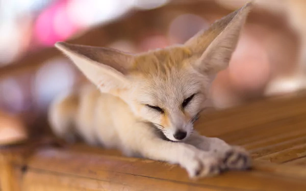 Animal fennec fox HD Desktop Wallpaper | Background Image