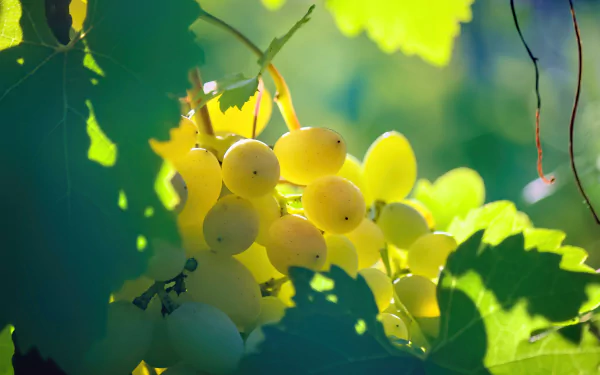 A close-up of ripe yellow-green grapes hanging on a vine, captured in vibrant 4K Ultra HD, making a bright and fresh food-themed desktop wallpaper background.