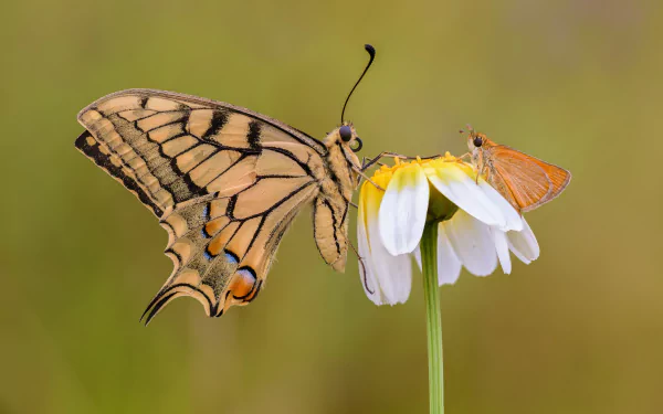 insect butterfly macro flower Animal swallowtail butterfly HD Desktop Wallpaper | Background Image