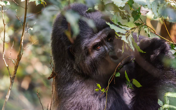 primate Animal gorilla HD Desktop Wallpaper | Background Image
