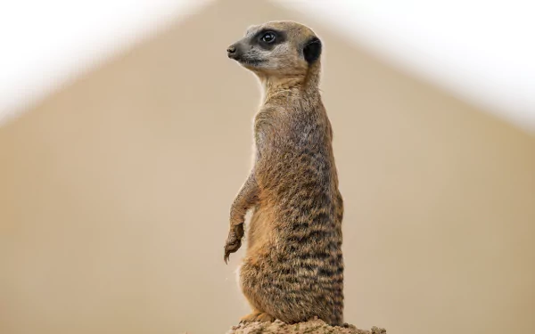 Animal meerkat HD Desktop Wallpaper | Background Image