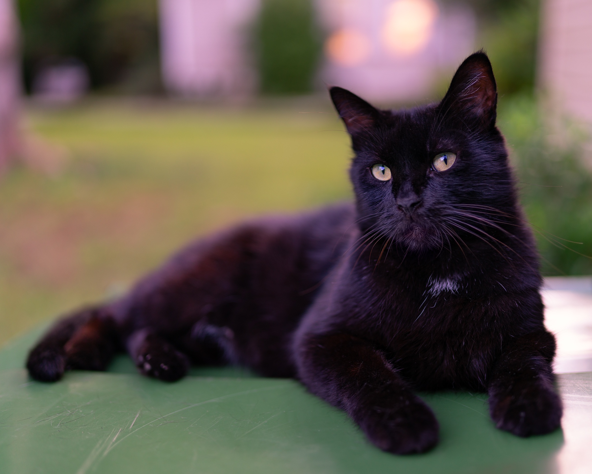 Европейская короткошерстная кошка черная. Черный окрас кошек. Бомбейская кошка длинношерстная. Шотландская прямоухая кошка черная. Черный окрас кошек.