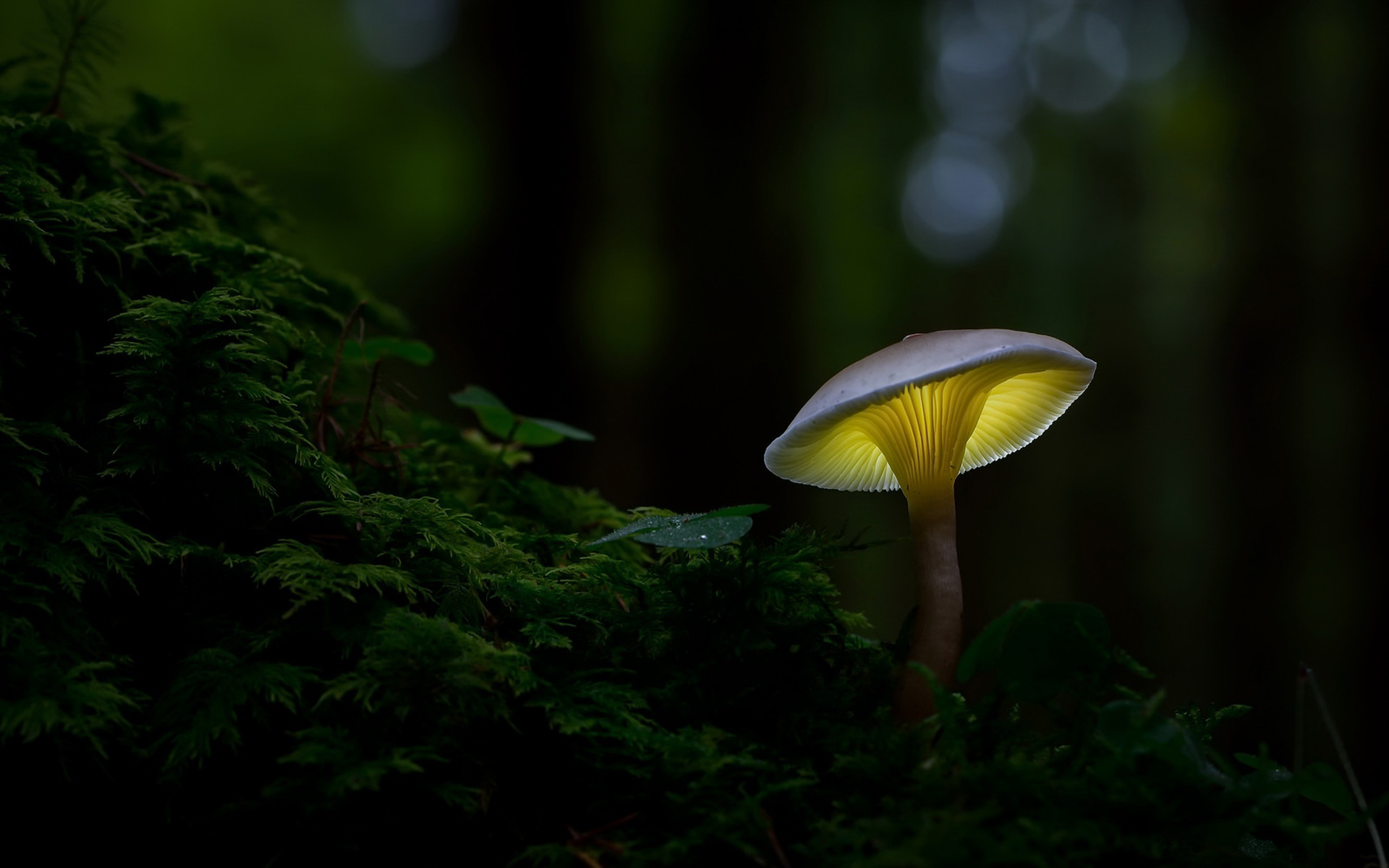 Download Macro Nature Mushroom HD Wallpaper