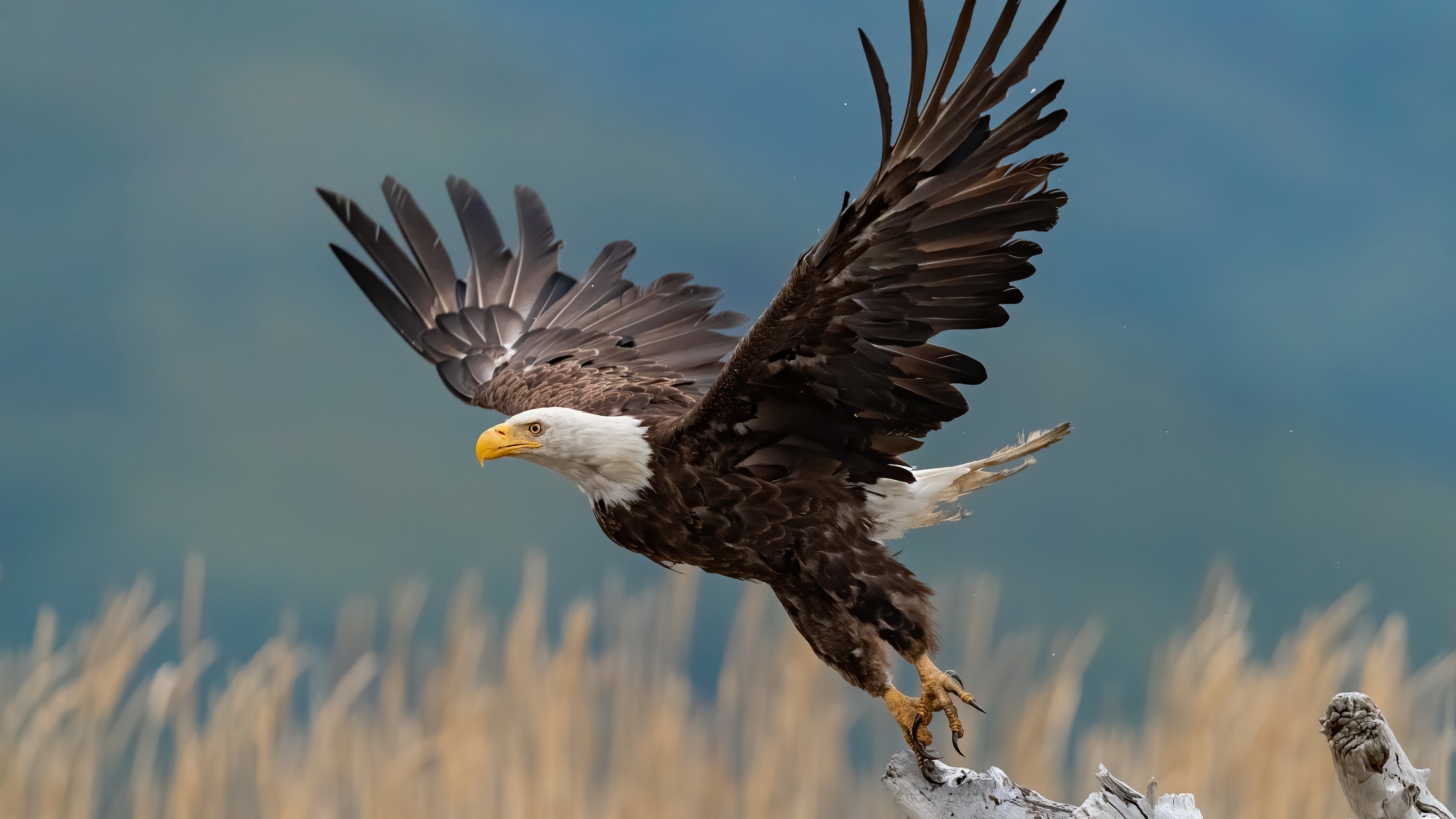 Animal Bald Eagle 4k Ultra HD Wallpaper