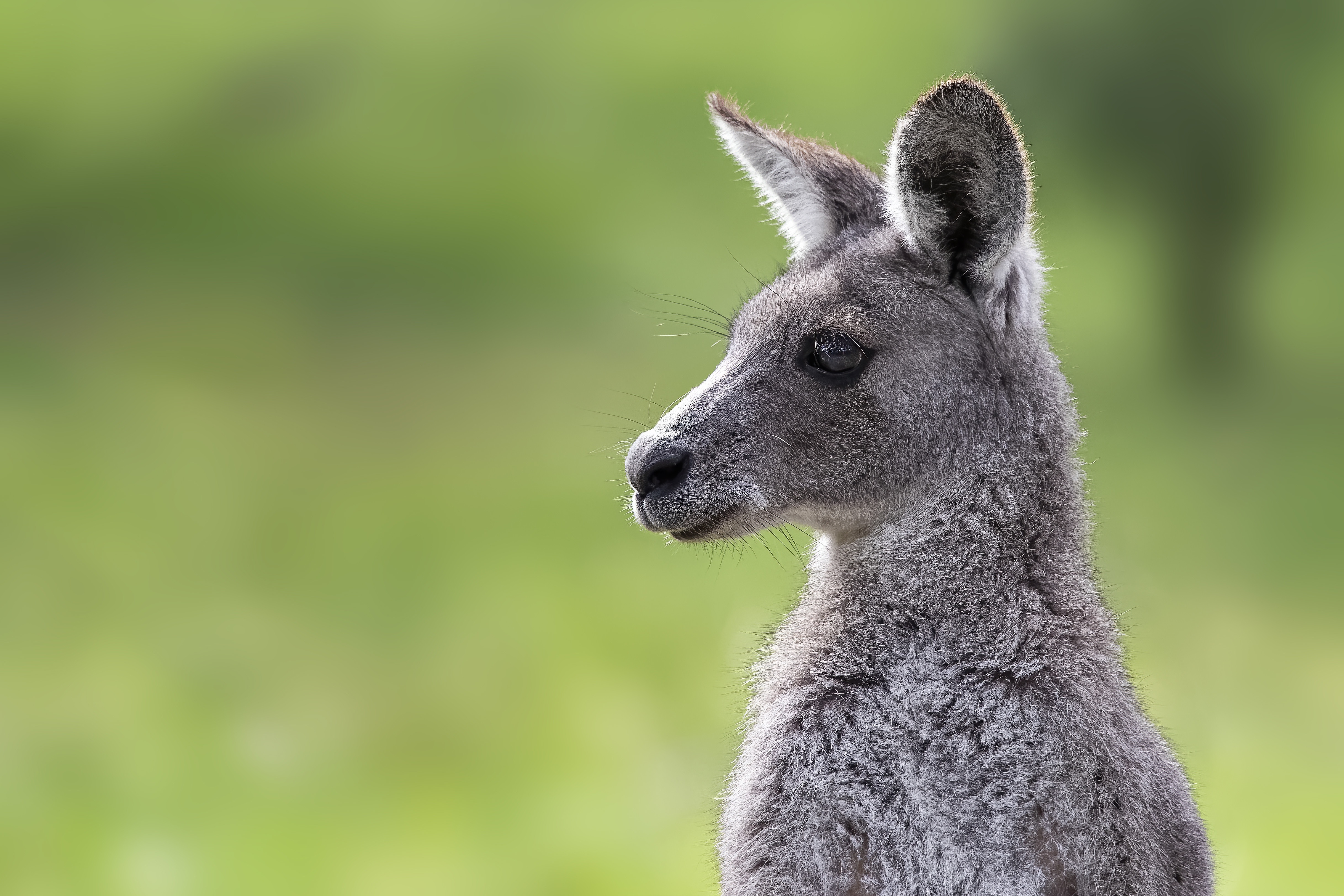 Kangaroo 4k Ultra HD Wallpaper | Background Image | 4869x3246 | ID