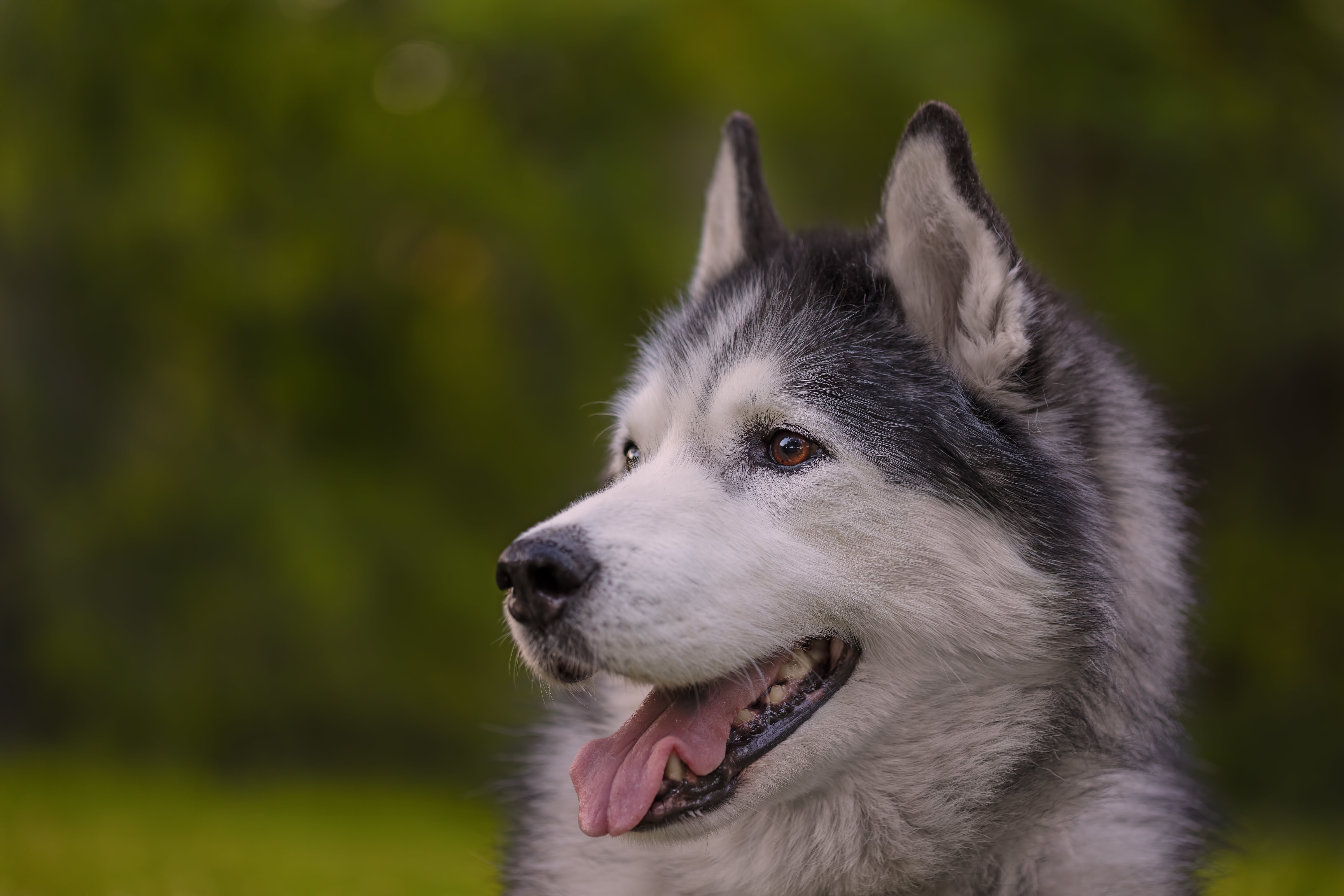 Download Dog Animal Husky 4k Ultra HD Wallpaper