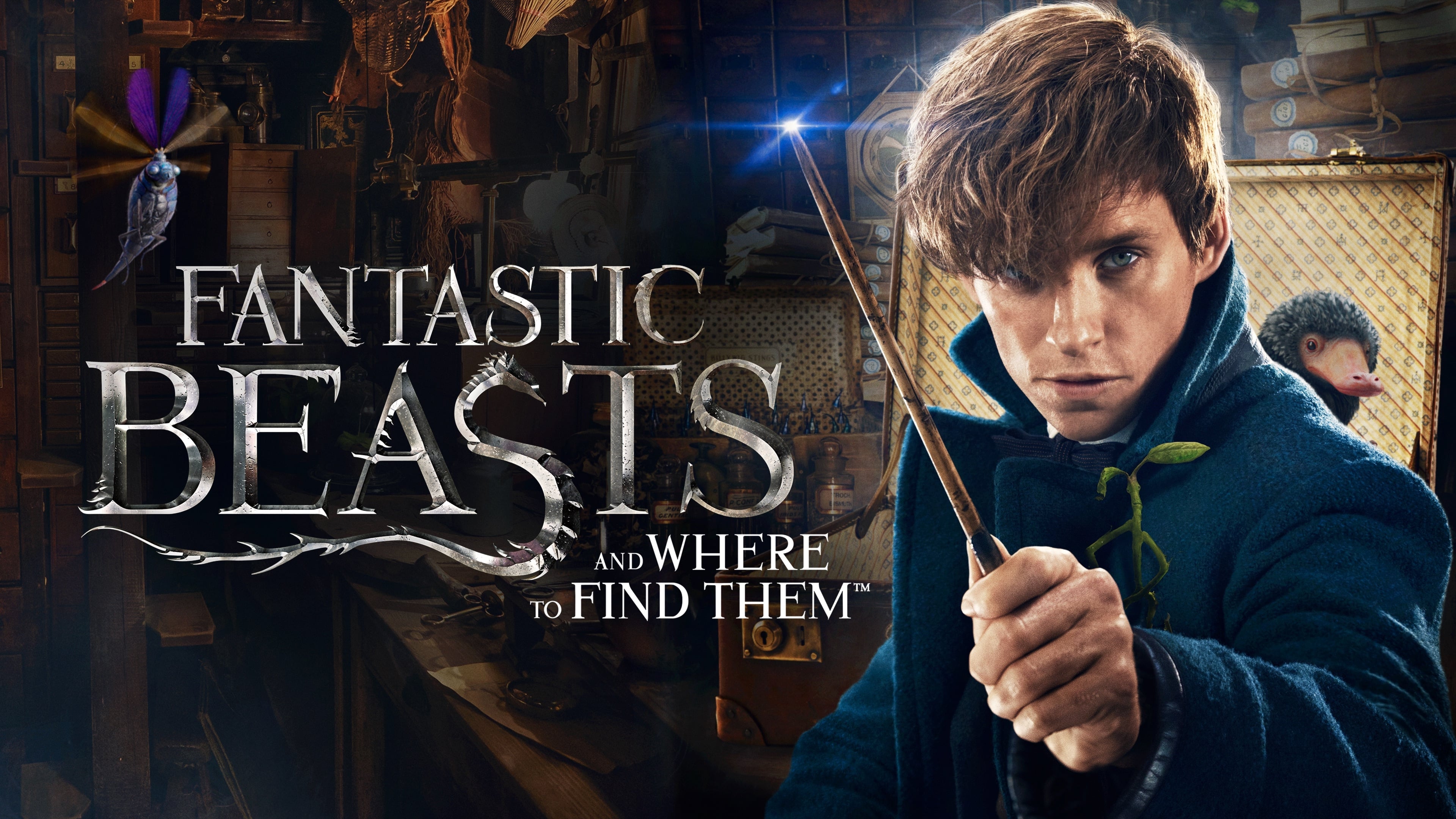 Movie Fantastic Beasts and Where to Find Them 4k Ultra HD Wallpaper