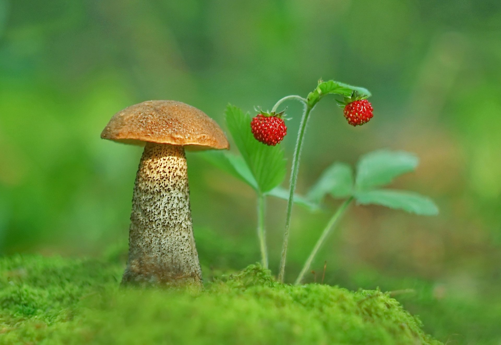 Mushroom HD Wallpaper | Background Image | 2048x1413