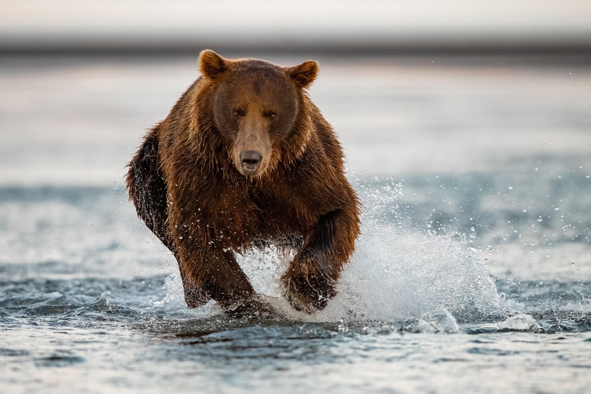 Download Splash Animal Bear 4k Ultra HD Wallpaper