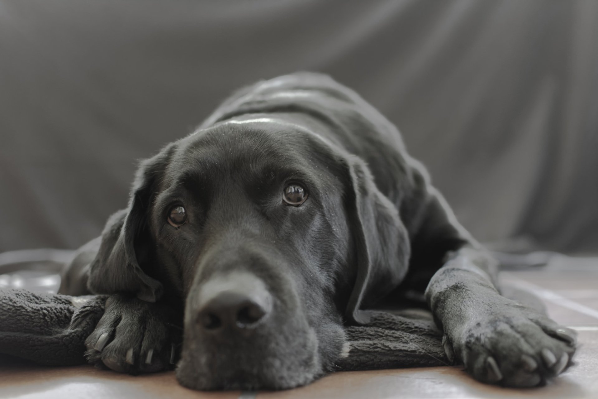 Download Animal Dog HD Wallpaper | 2048x1365 | Wallpaper Abyss