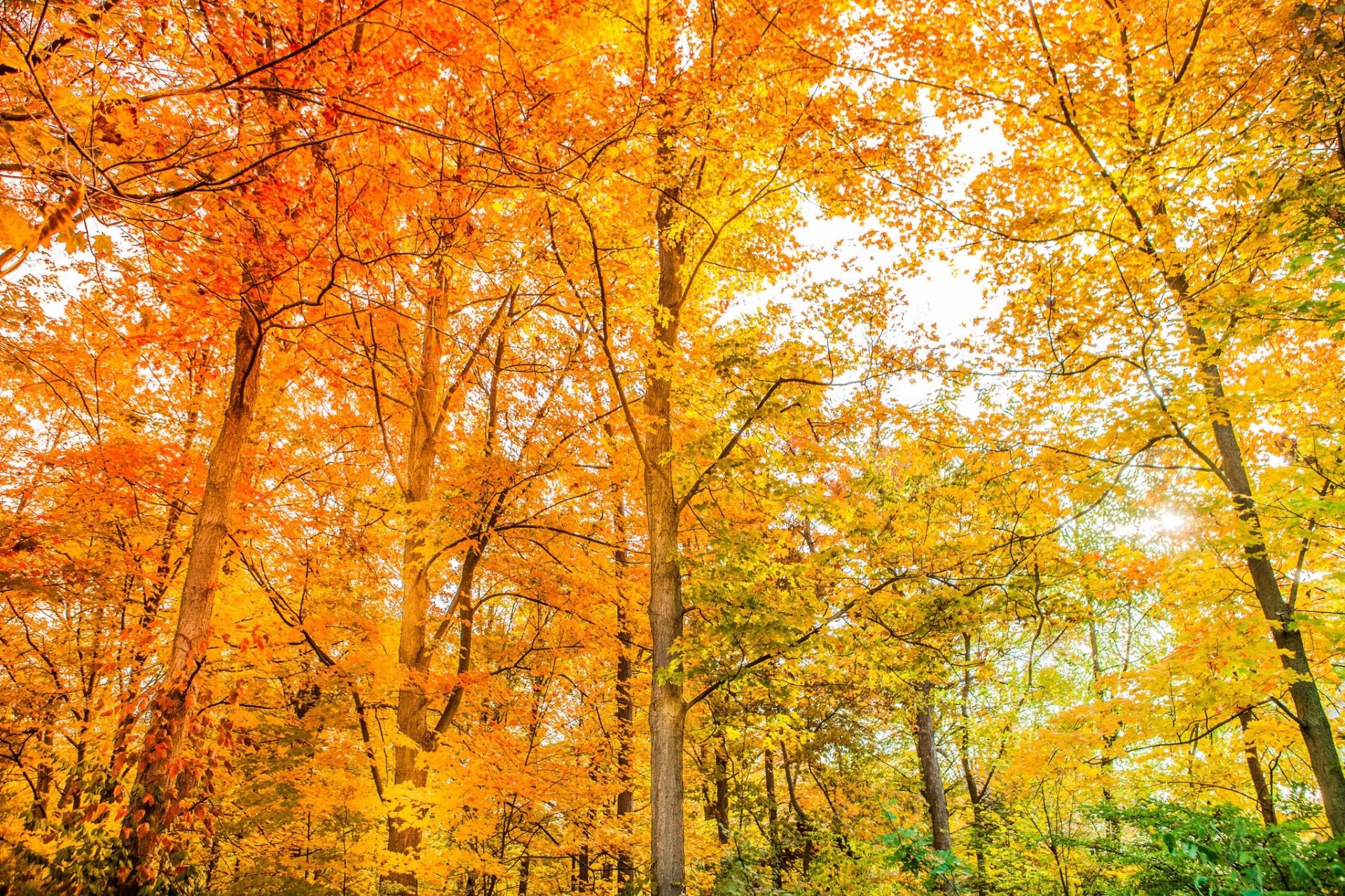 HD PC desktop wallpaper featuring a vibrant forest scene with trees showcasing bright orange and yellow fall foliage in a natural setting.