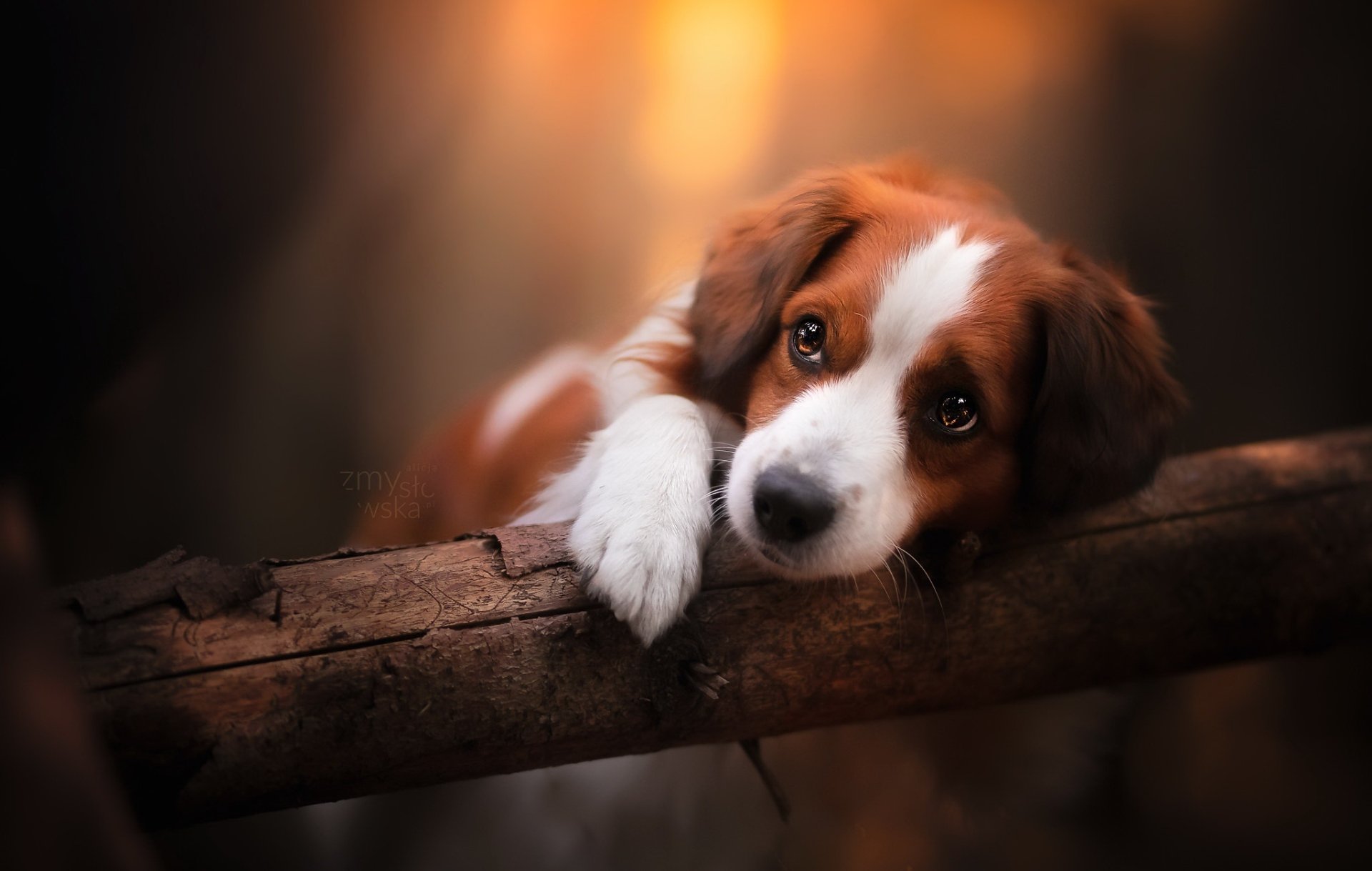 Download Animal Dog HD Wallpaper