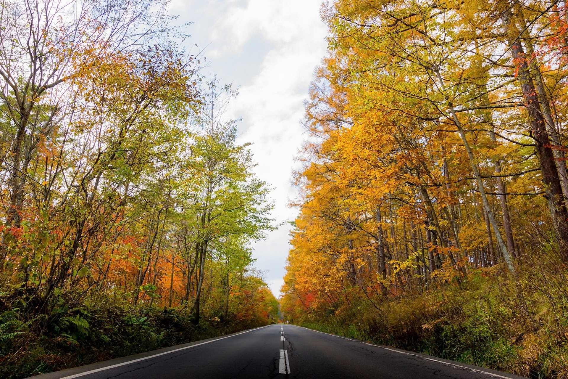 Download Fall Forest Man Made Road HD Wallpaper