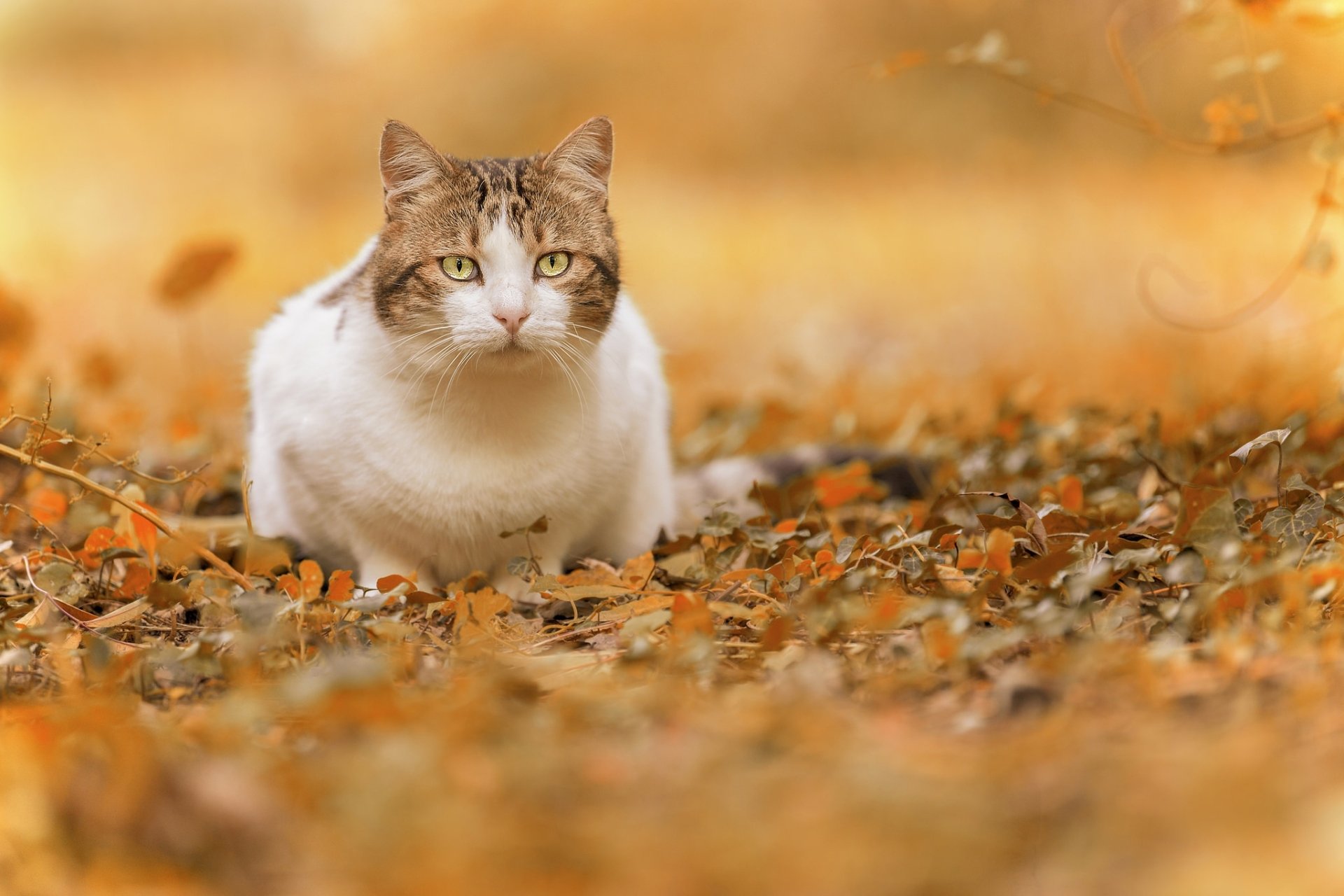 Download Leaf Fall Animal Cat HD Wallpaper