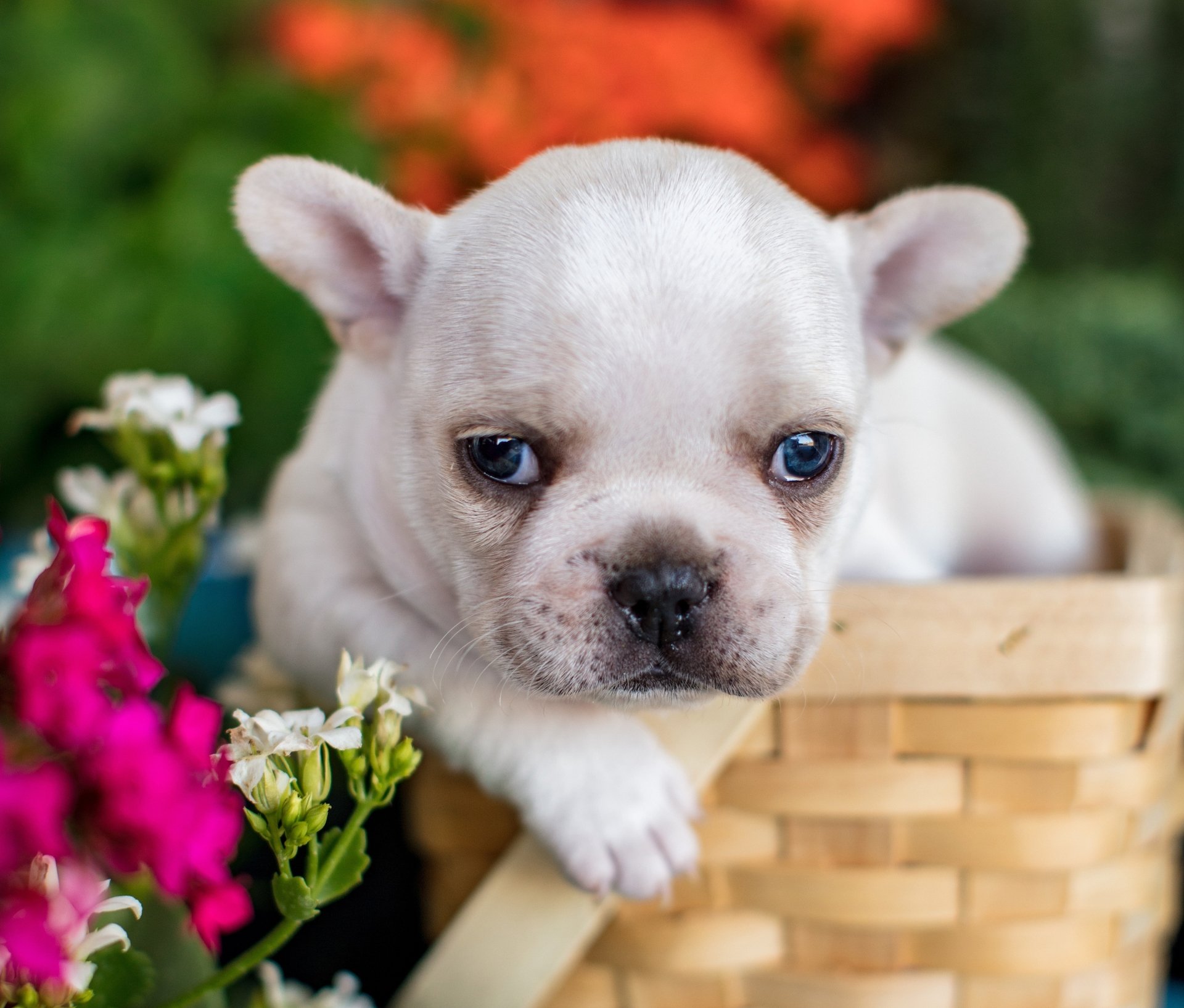 Download Dog Puppy Basket Flower Animal French Bulldog HD Wallpaper