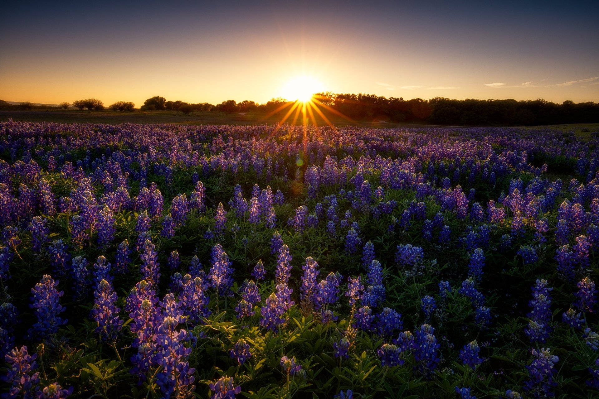 Download Flower Sunset Summer Field Nature Lupine HD Wallpaper