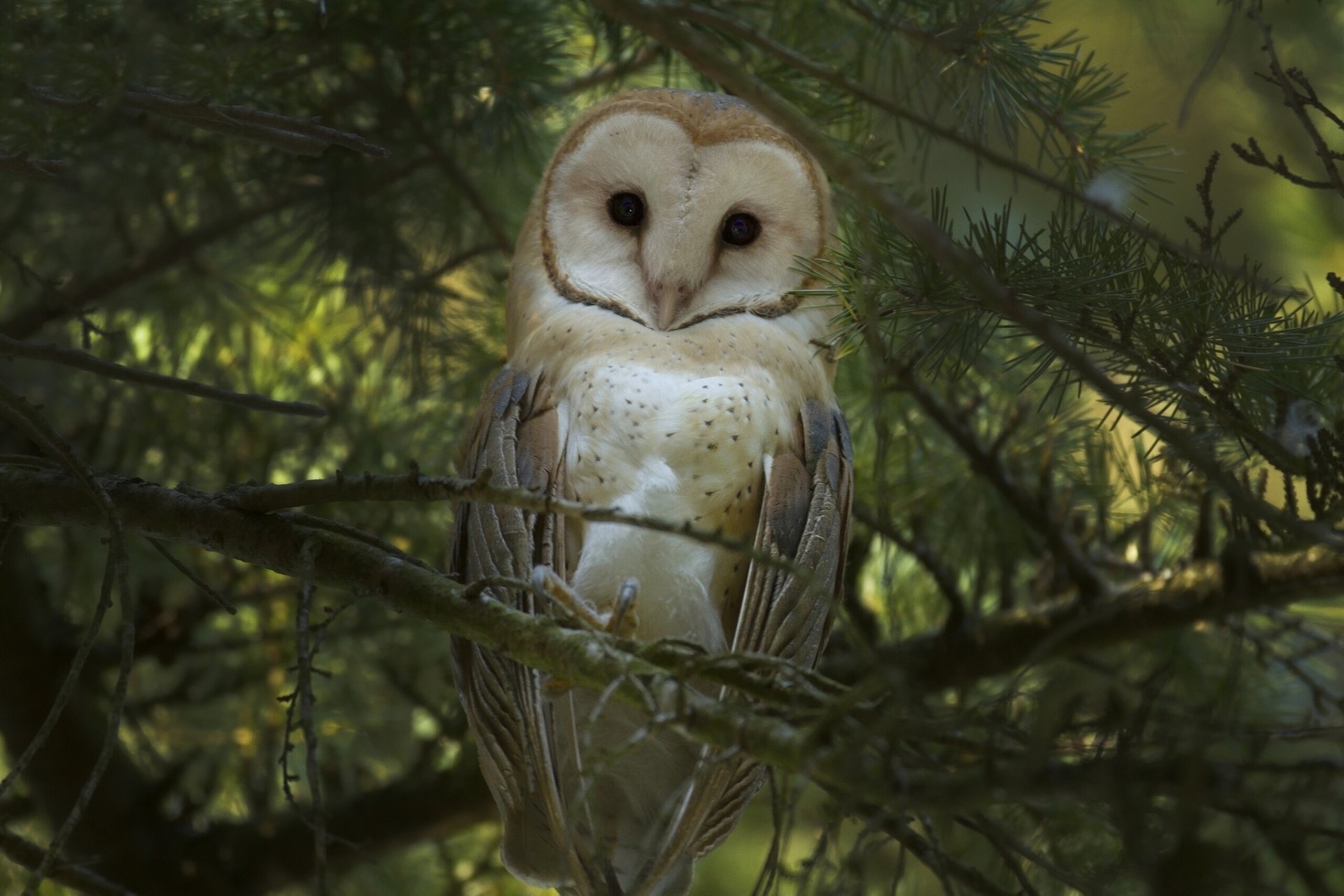 Barn owl bird (Animal) perched in evergreen branches — moody close-up HD PC desktop wallpaper and background.