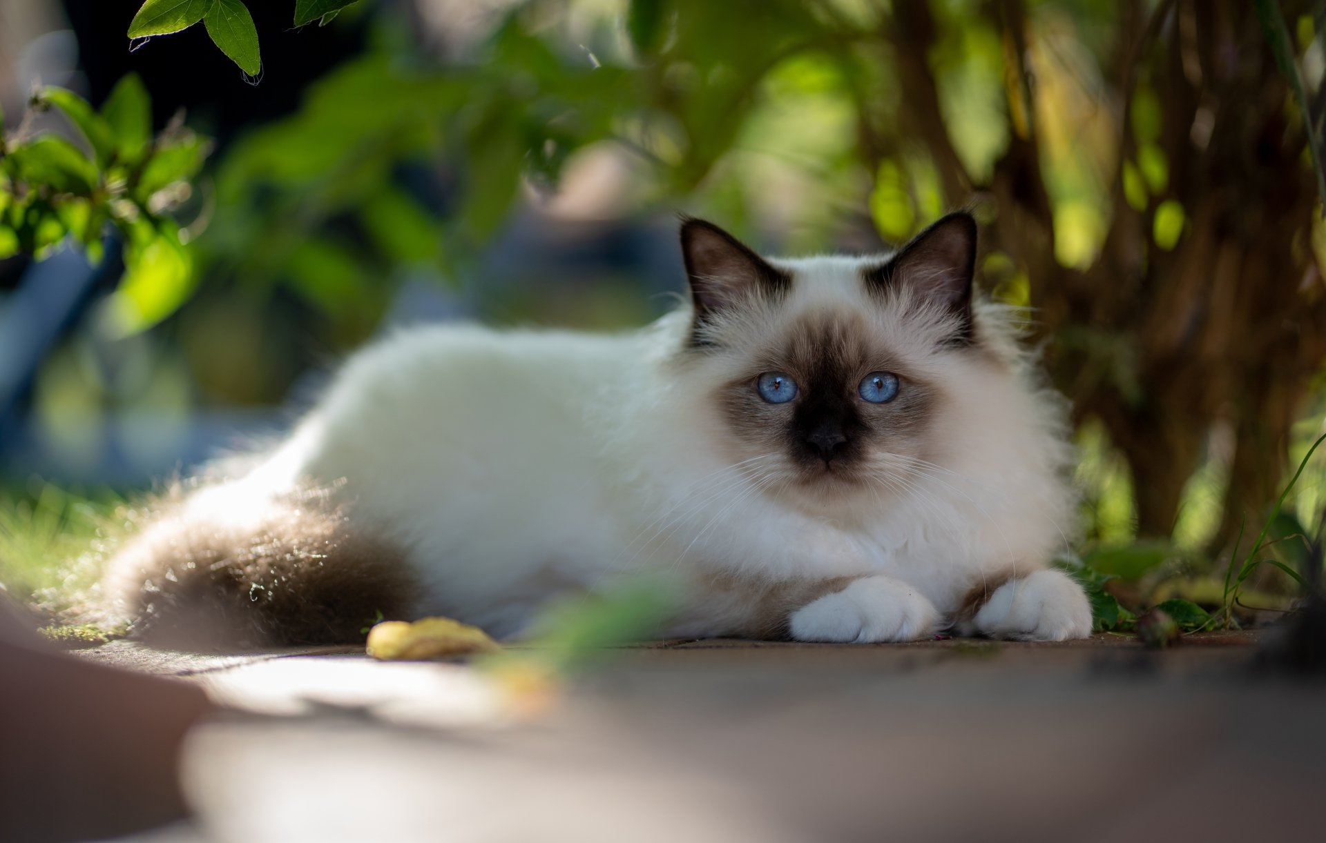 Download Ragdoll Animal Cat 4k Ultra HD Wallpaper