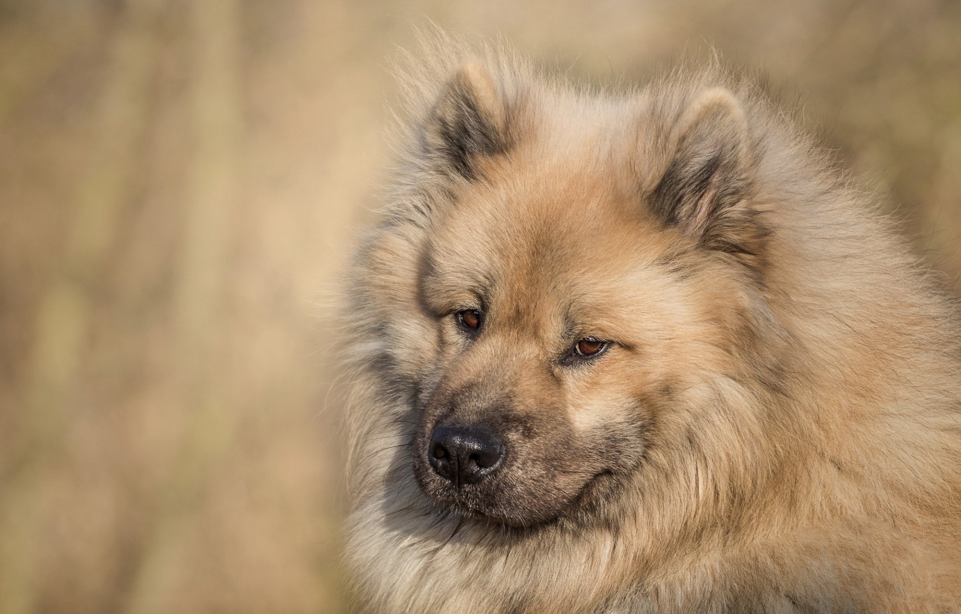 Download Dog Muzzle Animal Eurasier HD Wallpaper
