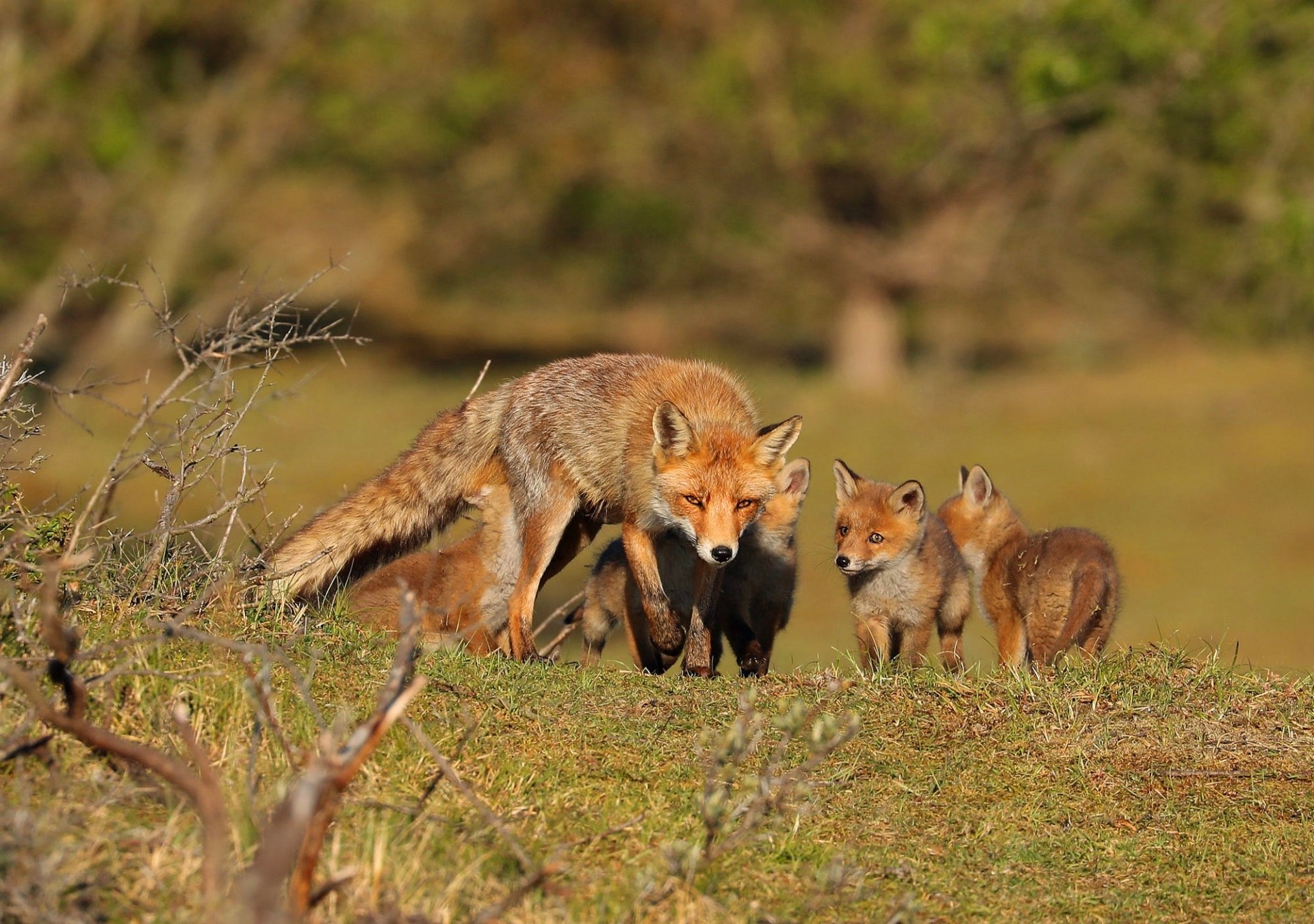 Download Baby Animal Cub Animal Fox HD Wallpaper