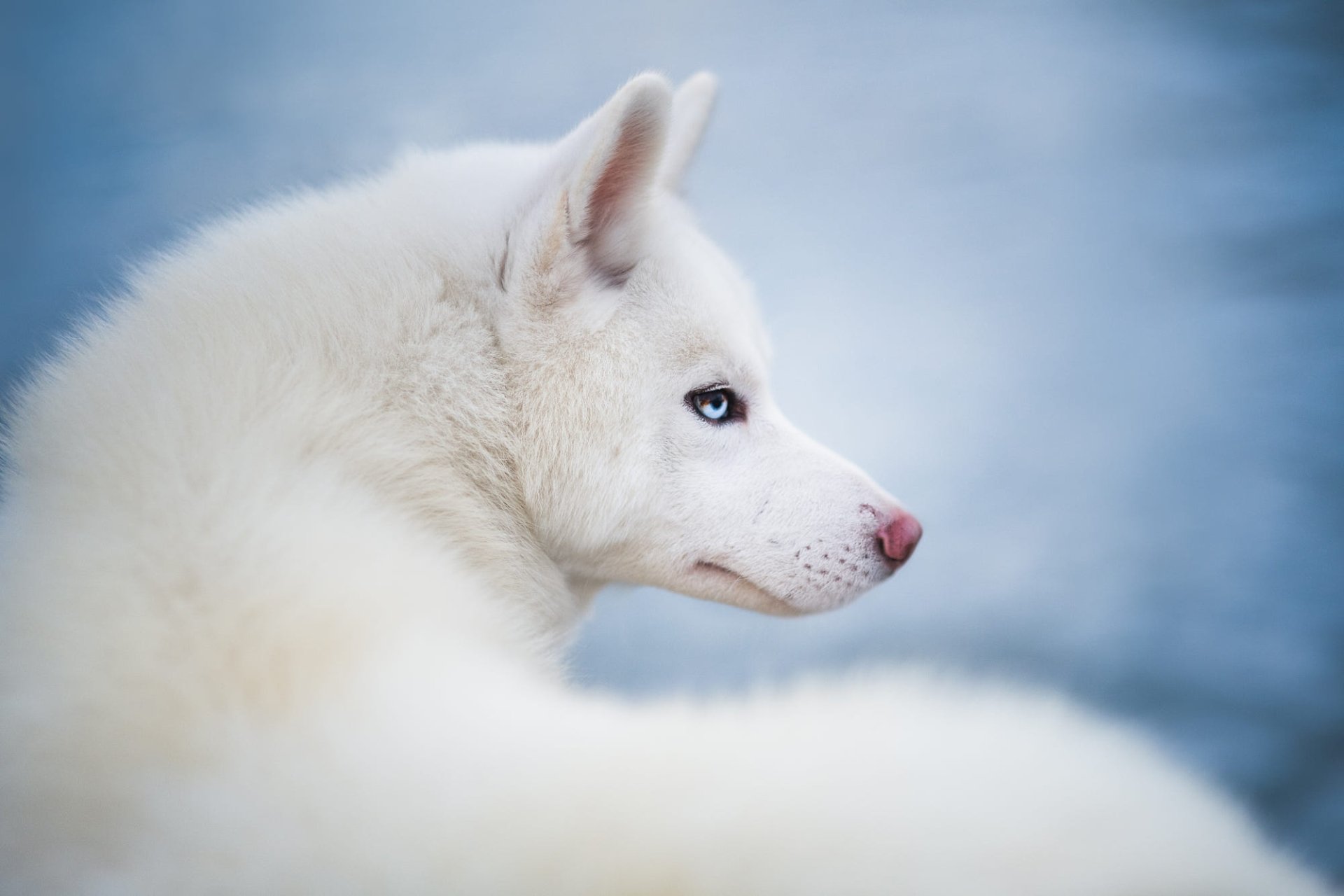 Husky HD Wallpaper | Background Image | 2000x1333 | ID:1108568