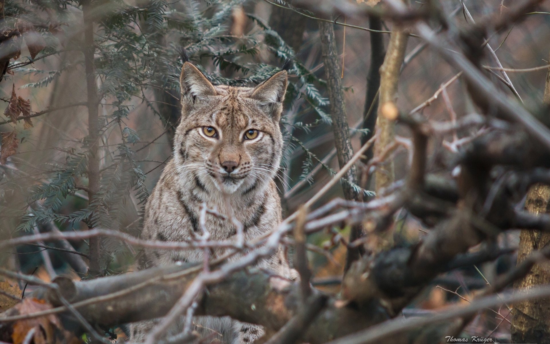 Animal Lynx HD Wallpaper