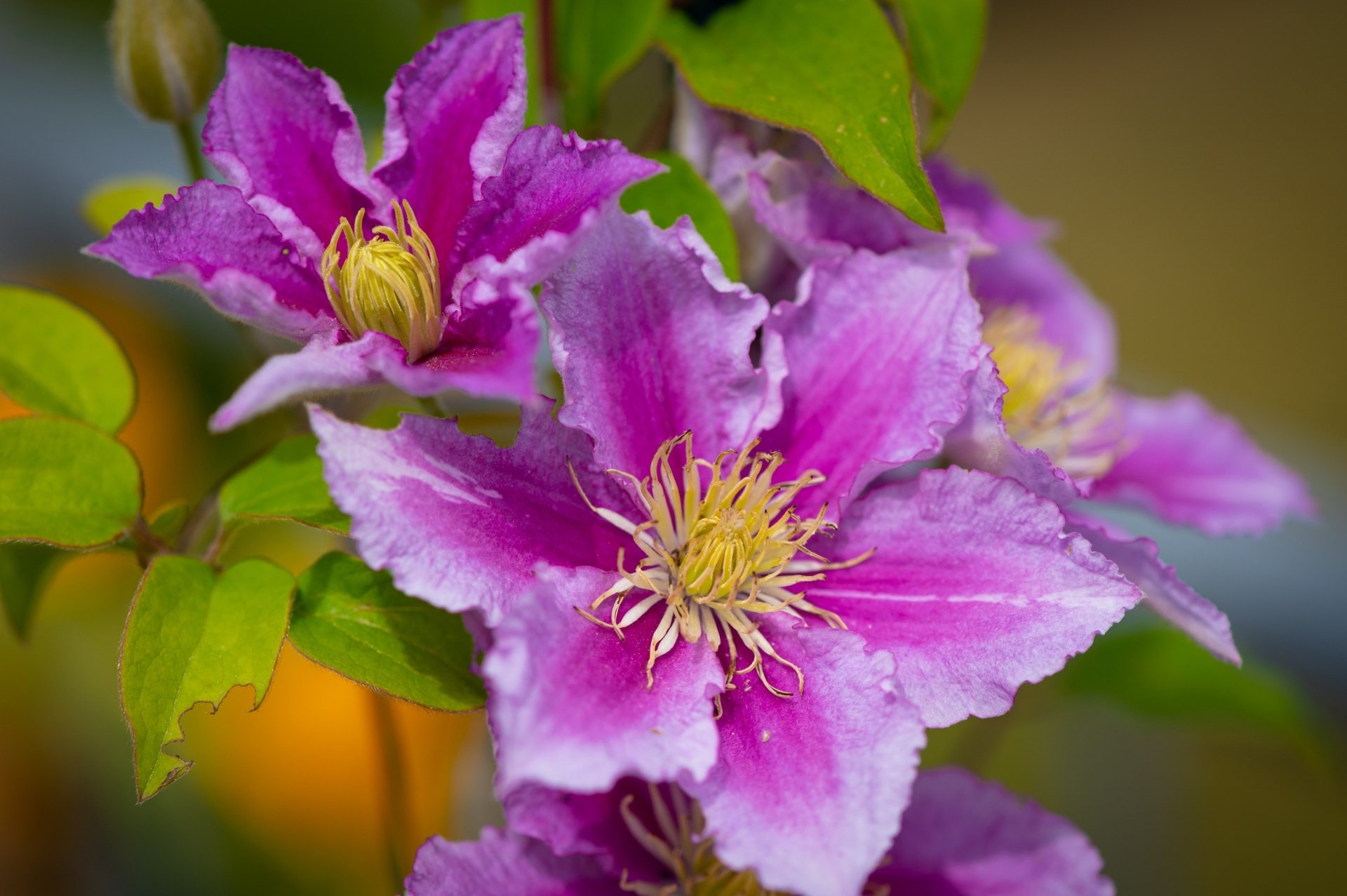 Download Flower Petal Macro Nature Clematis HD Wallpaper