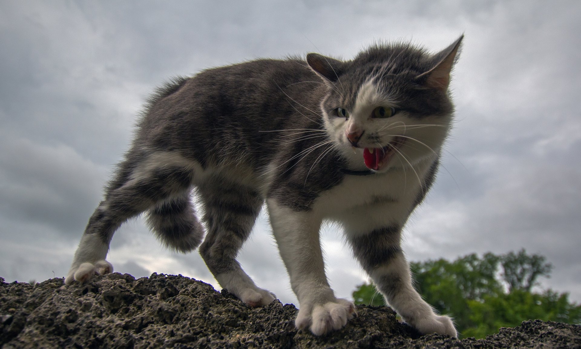 2K Quad HD PC desktop wallpaper of a gray-and-white kitten (cat) hissing on a rocky ledge beneath a dramatic, cloudy sky.