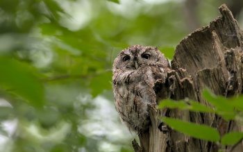 3 Quokka HD Wallpapers | Hintergründe - Wallpaper Abyss