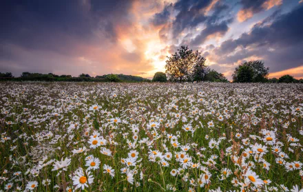 white flower flower summer field nature chamomile HD Desktop Wallpaper | Background Image
