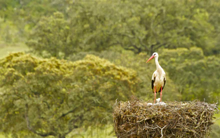 nest bird Animal White stork HD Desktop Wallpaper | Background Image