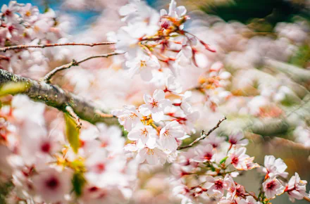 white flower nature blossom HD Desktop Wallpaper | Background Image