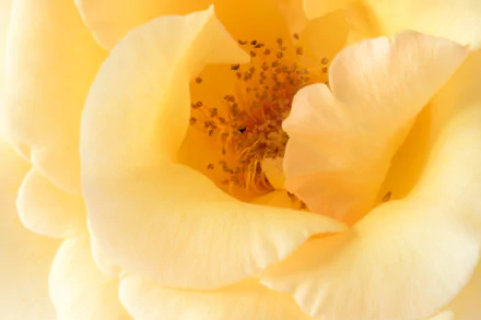 yellow rose petal macro nature rose HD Desktop Wallpaper | Background Image