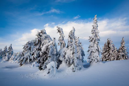 Norway fir tree snow nature winter HD Desktop Wallpaper | Background Image
