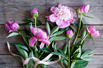 flower nature peony HD Desktop Wallpaper | Background Image