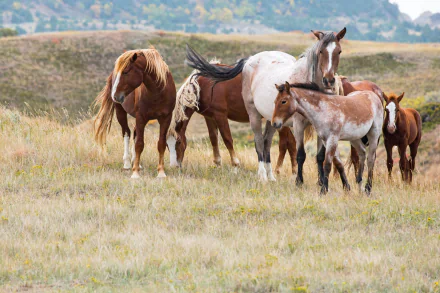baby animal foal Animal horse HD Desktop Wallpaper | Background Image