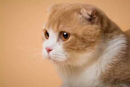 Scottish Fold Animal cat HD Desktop Wallpaper | Background Image